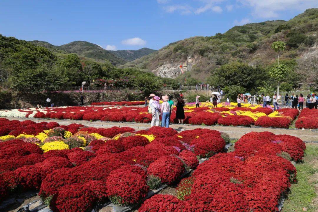 一起去泉州鲜花港赏花吧