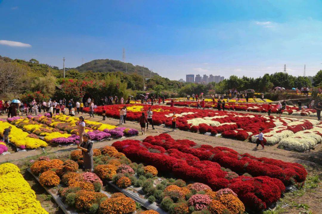 一起去泉州鲜花港赏花吧