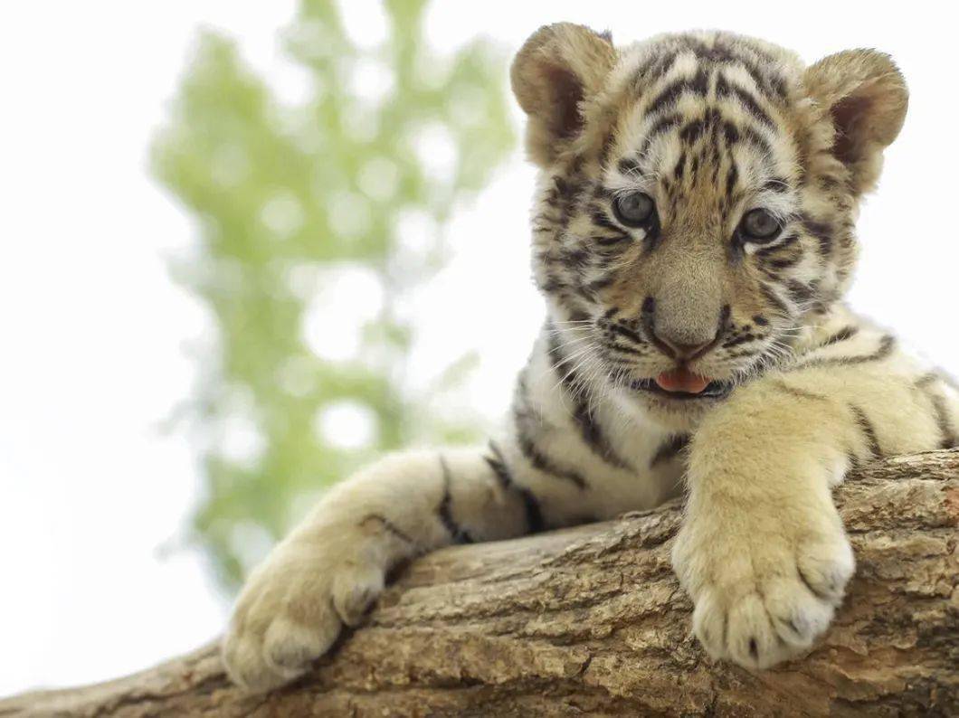 老虎的屁股真的可以摸小脑斧上线卖萌求铲屎官在线等挺急的