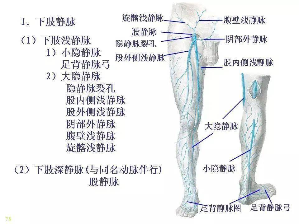 肌间静脉解剖图片