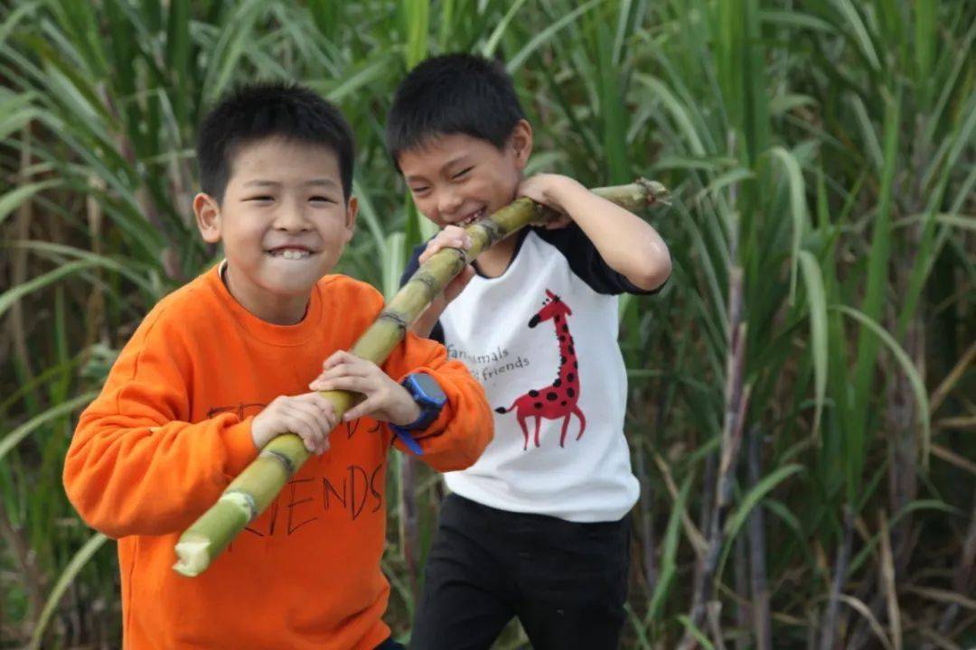 一片甘蔗地,甜蜜生活节节高_梅师傅