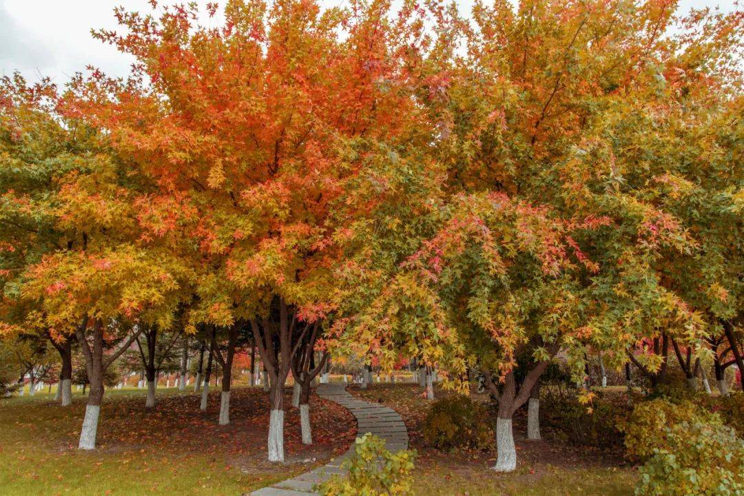 榆树市摄影家协会古榆秋韵网络摄影作品展