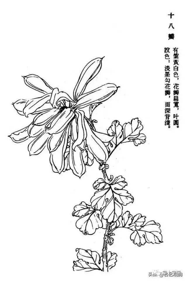 60种菊花工笔白描写生画法