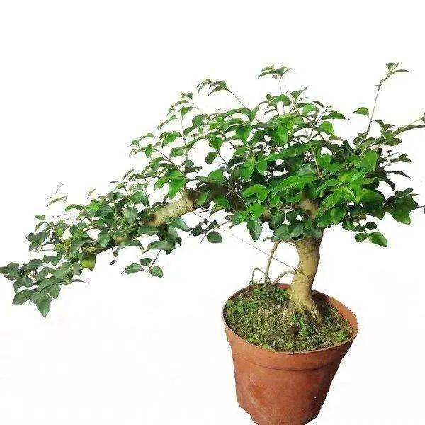 (图文)浅谈小叶女贞盆景的培植方法及病虫防治1