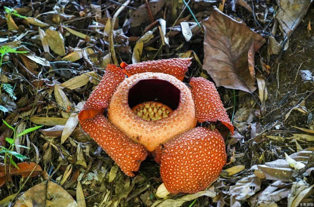 全景视觉一些奇奇怪怪的植物奇怪的知识又增加了