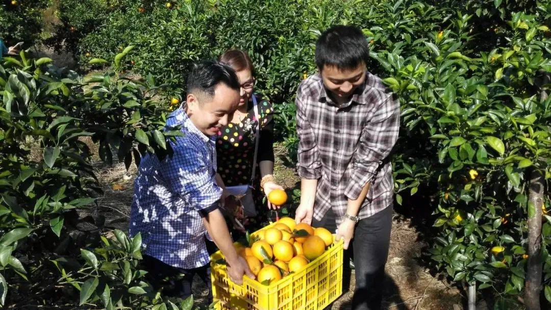 2020年赣南脐橙采摘时间是多少什么时候
