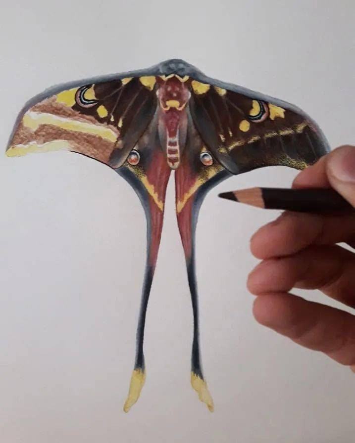 超写实注意彩铅水彩画