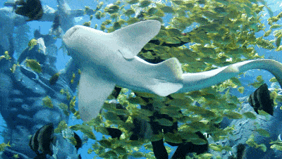 抢票全攻略不容错过哦～这些神奇动物薮猫,小浣熊……雨林里住着穿越