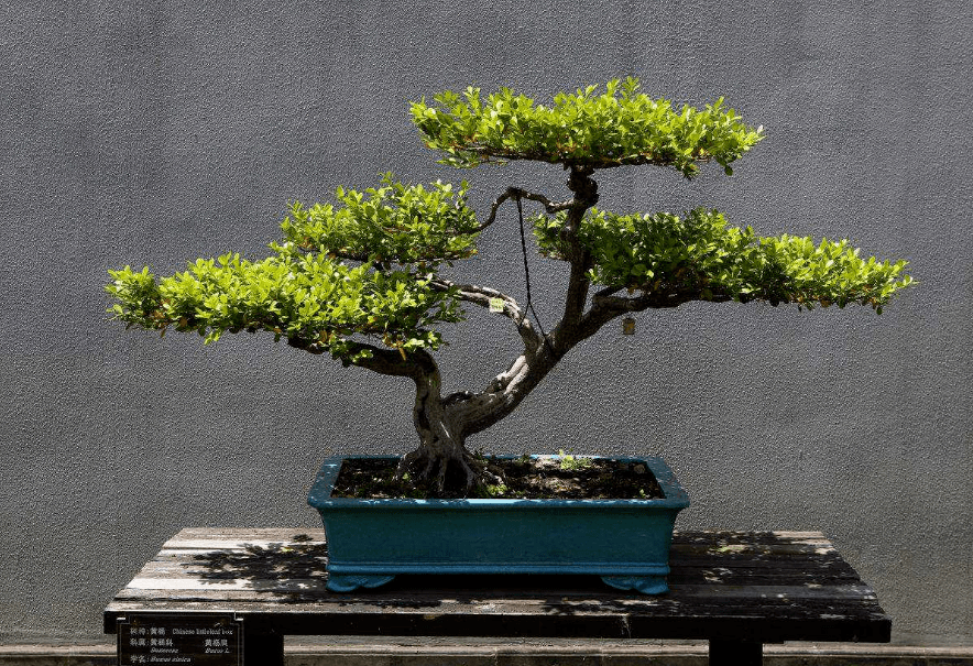 家有黄杨,富贵吉祥,太贵不会养,我教你呀_盆景