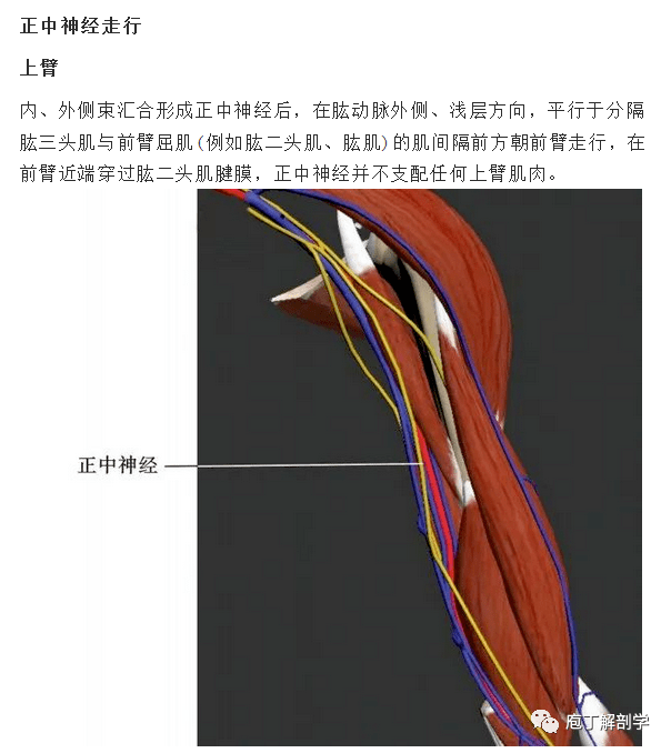 外上髁間連線的中點稍內側,繼而循前臂正中向下,達腕部橈側腕屈肌腱和