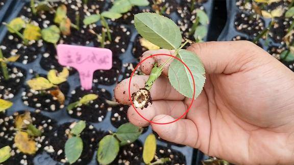 秋天到了现在正是扦插月季的好时节10天就长出了愈伤组织