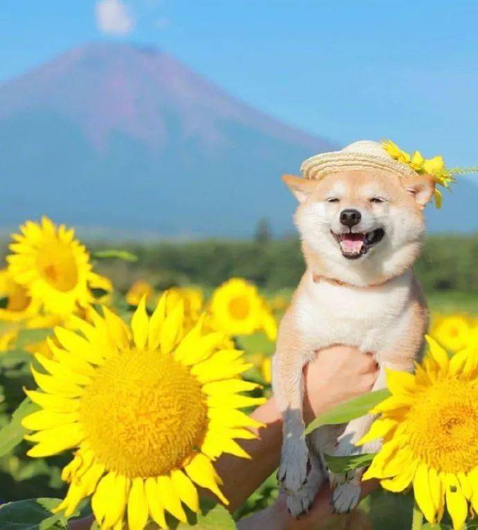 单身狗双十一剁手之后再难也要保持微笑