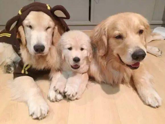 一只小金毛已经萌得不行了,一家三口呢,简直被萌得没有抵抗力了