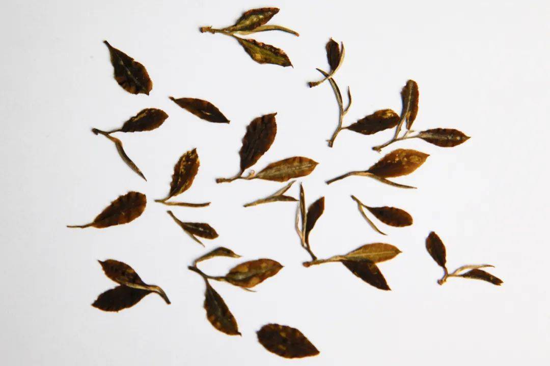 (倚邦单株茶叶标本)一品天香玉川七碗茶,习习清风生,更忆登攀处,天香