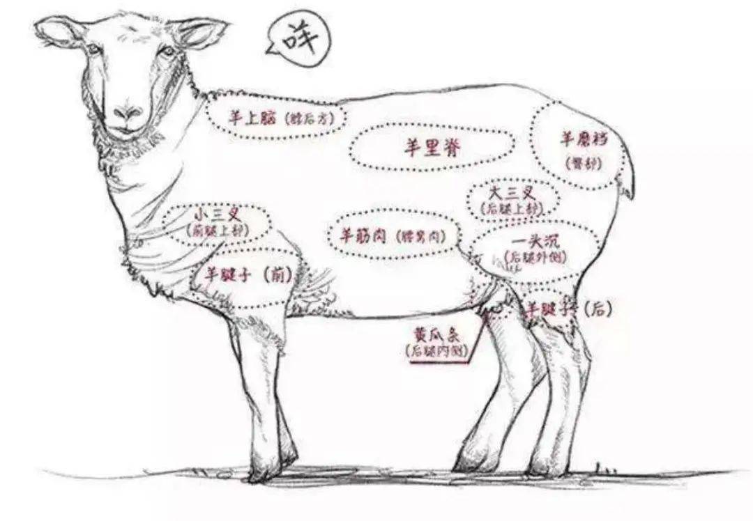 买羊肉时直奔这5个部位,实惠又好吃,肉老板直呼遇见内行了