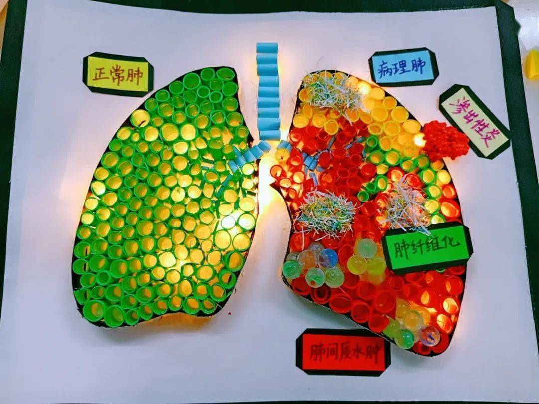 肺模型制作过程图片图片