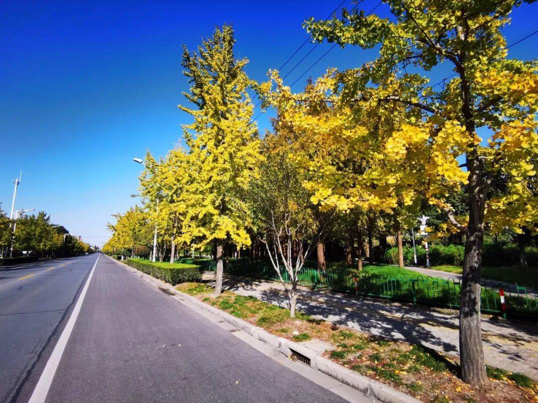 有一种美叫"落叶不扫"!沪上部分落叶景观道抢先探营