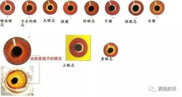 底板与底砂鸽子眼睛的底板与底砂是两码事,有人常把底板与底砂合起来