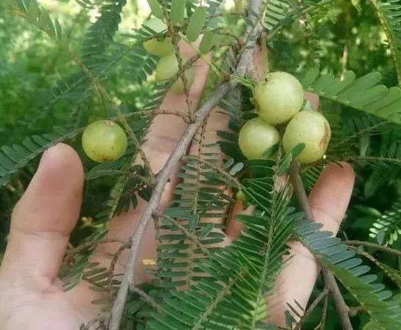 这种牛果已经上市你知道它的牛吗光是看图口水都上来了