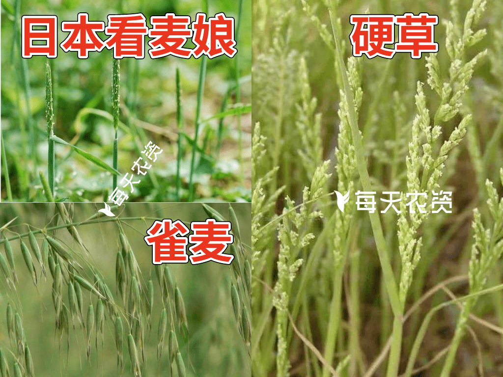 冬前小麥除草除草劑優缺點大比拼