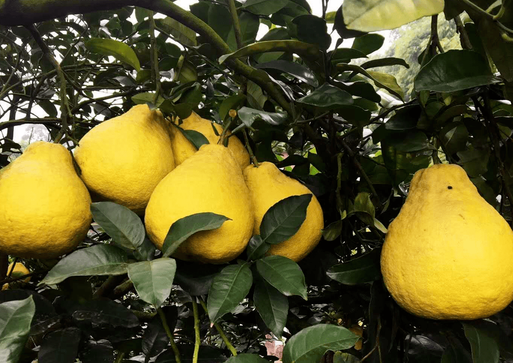 柚惑难挡合江308万亩真龙柚成熟了附采摘攻略