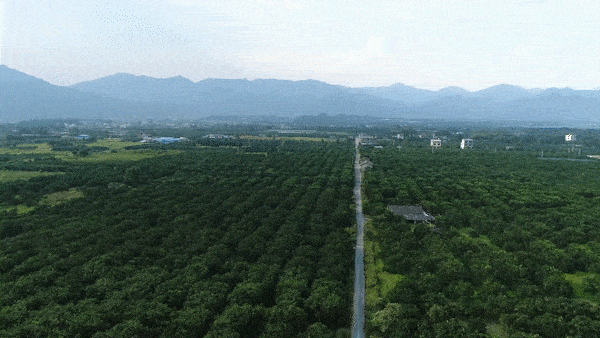 湖南江永香柚之乡图片