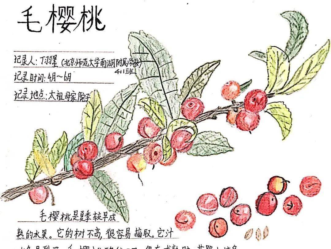 区县市之声童眼看世界与自然来一场约会南湖区中小学自然笔记大赛活动