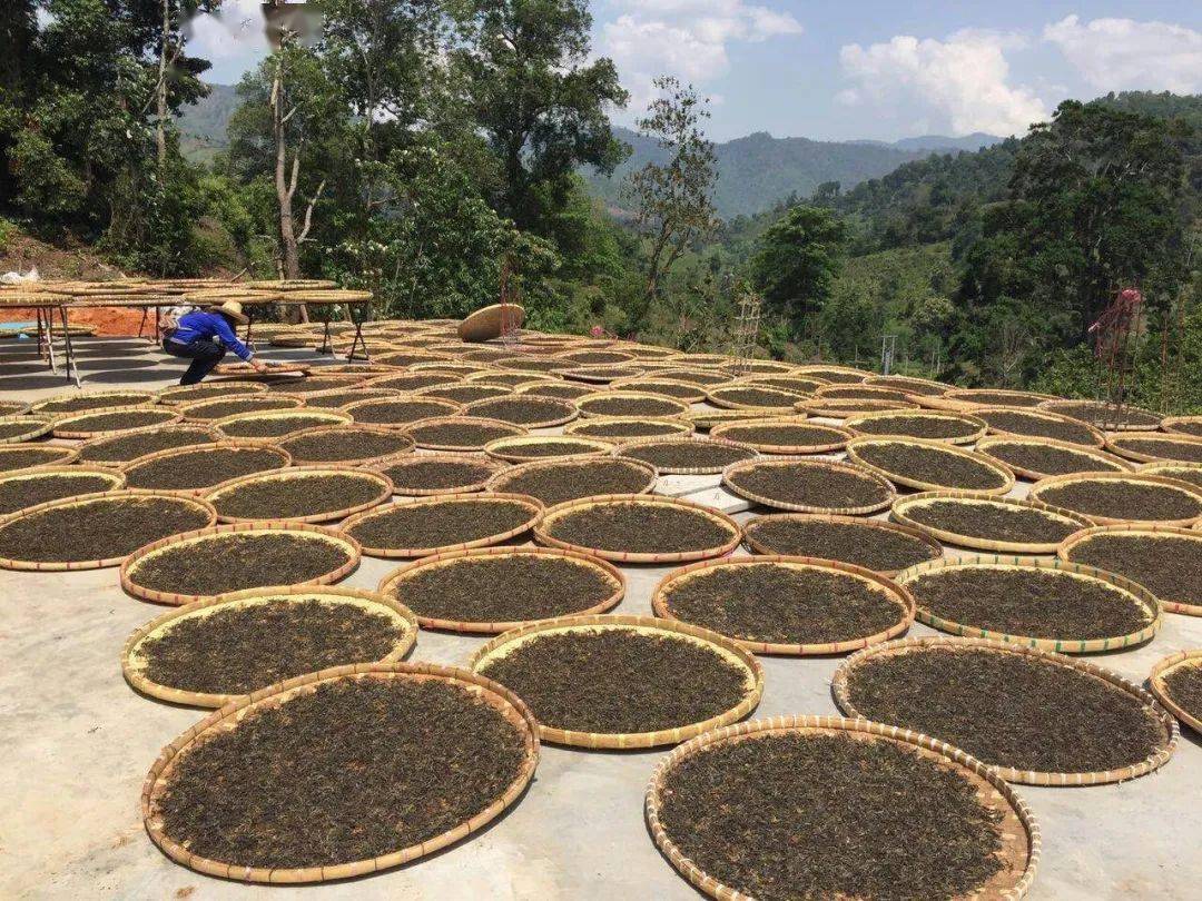 作为外宾国礼的百年古树普洱20泡后依然茶香绵长