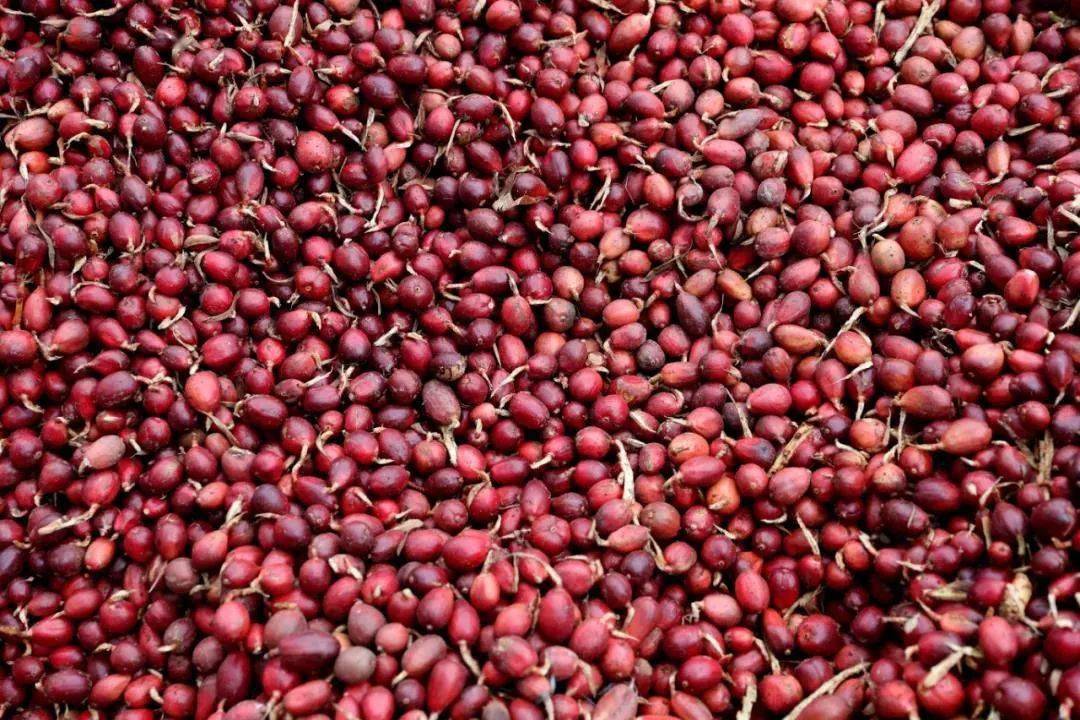 【关注】草果芬芳富乡村!《新华每日电讯》聚焦怒江大峡谷草果产业