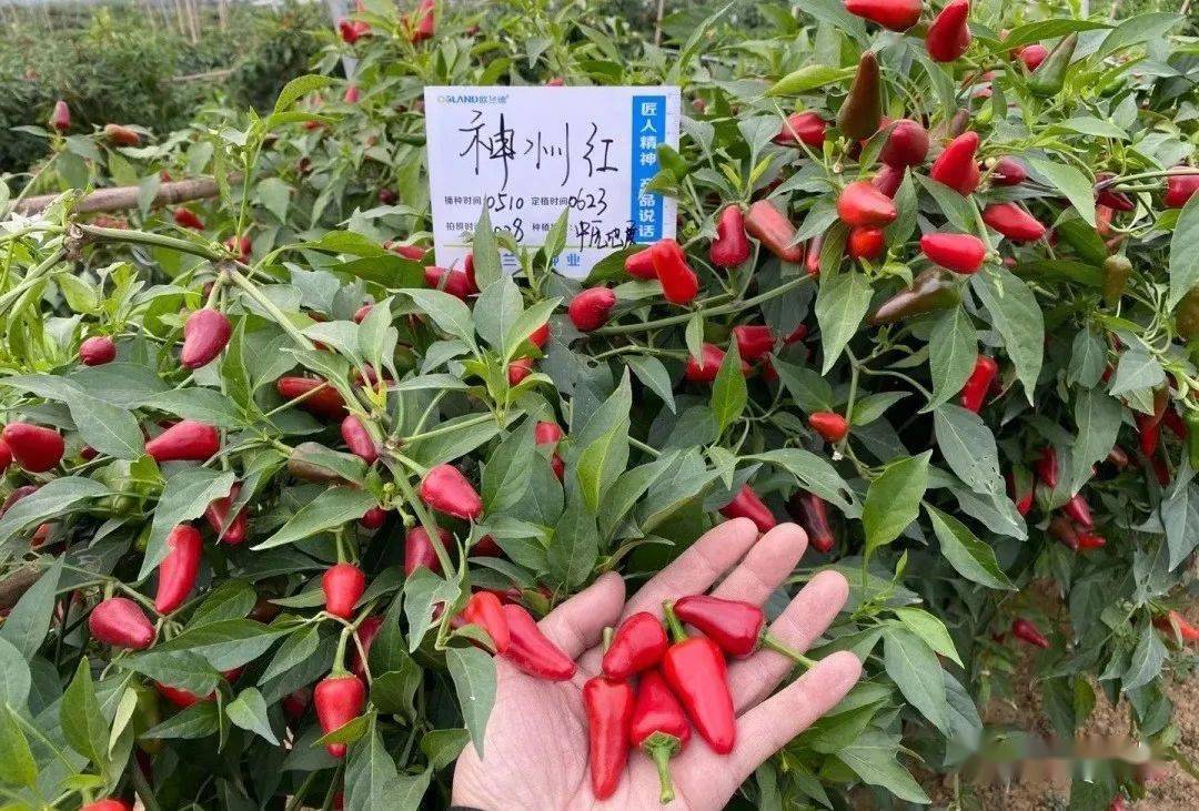 神州红f1子弹头类型单生朝天椒品种中早熟,植株长势旺盛,坐果性好