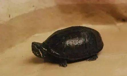 养龟,对水质的持续性维持还是很关键的.