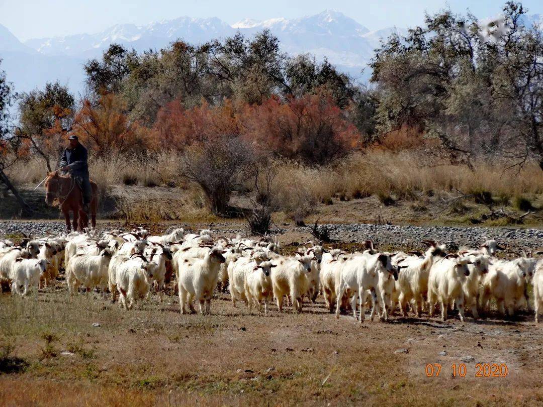牧羊男与养蜂女的图片图片