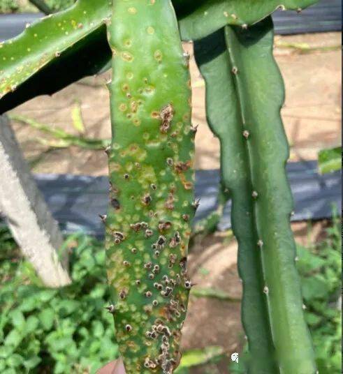 火龙果常见发病及防病方案!