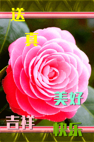 320_480竖版 竖屏gif 动态图 动图