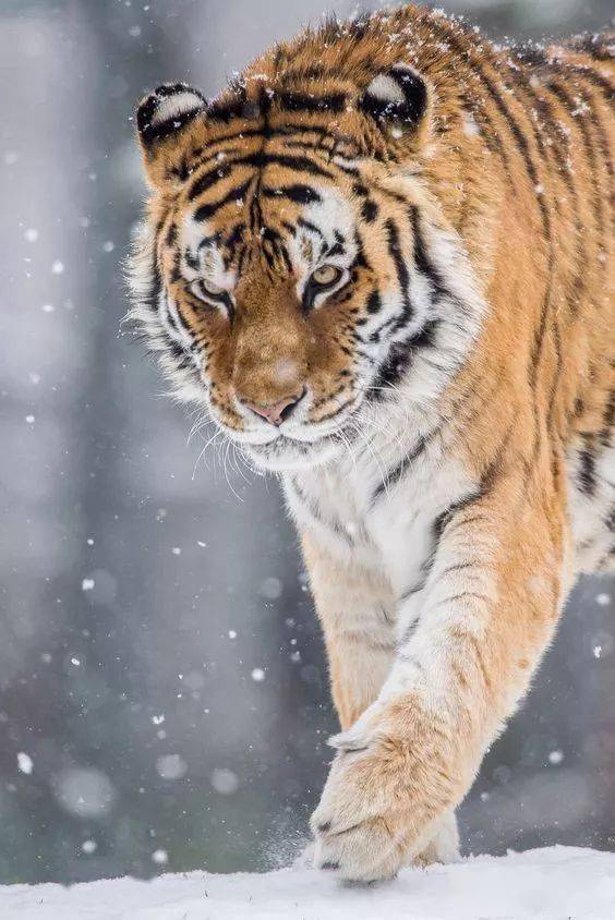 万兽之王东北虎