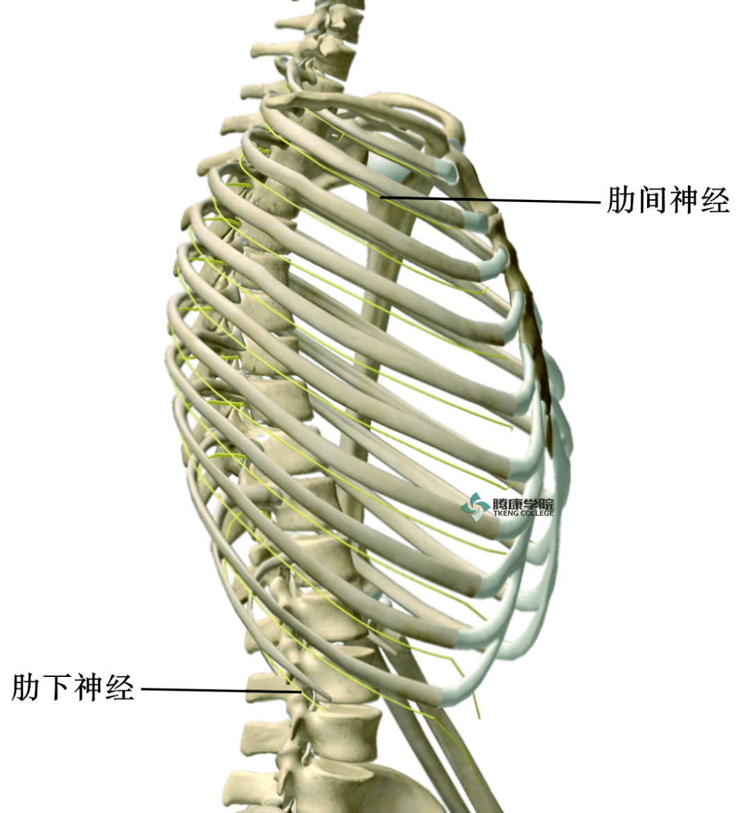 左胸肋间神经分布图图片