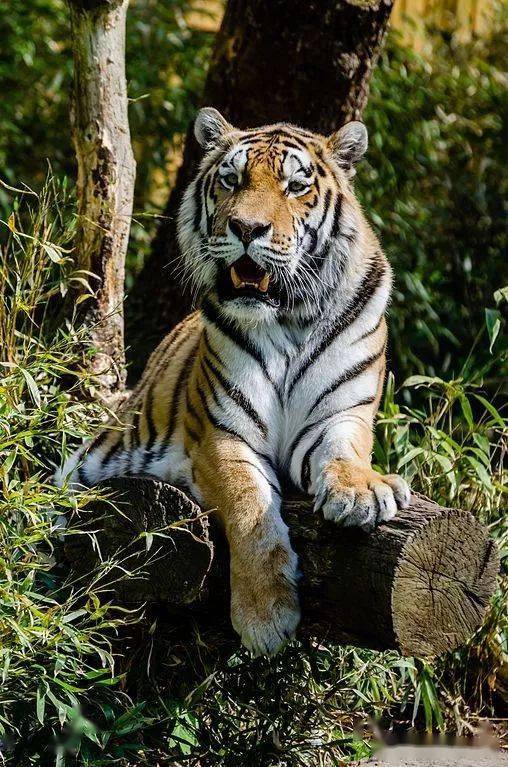 万兽之王东北虎