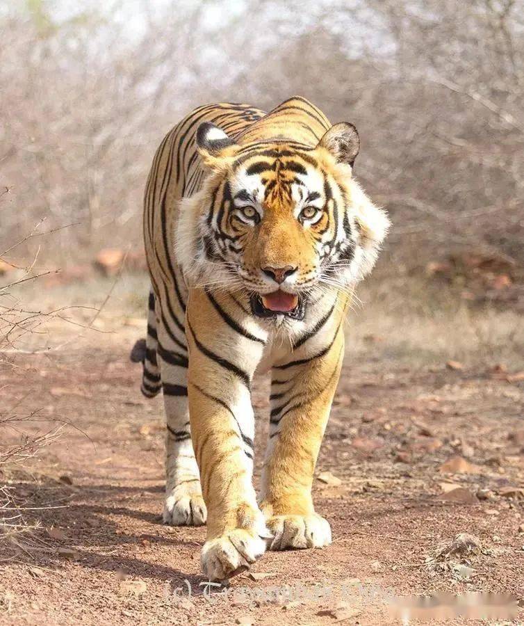 传奇虎王朱姆鲁:虎王中的生儿子专家,帅气的颜值锦上添花