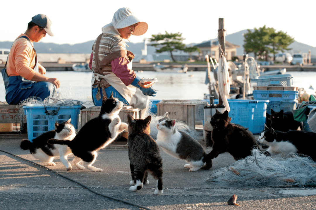 在猫岛上生活有多幸福