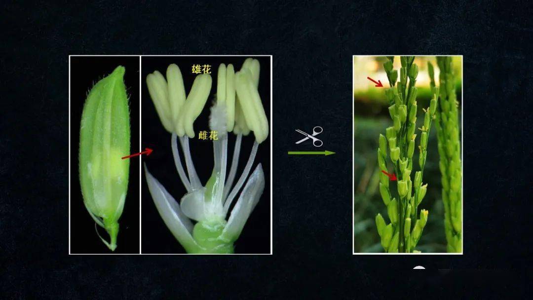 我们先来看一下水稻花的结构,在绿色的颖壳里面包裹着雄花和雌花,就