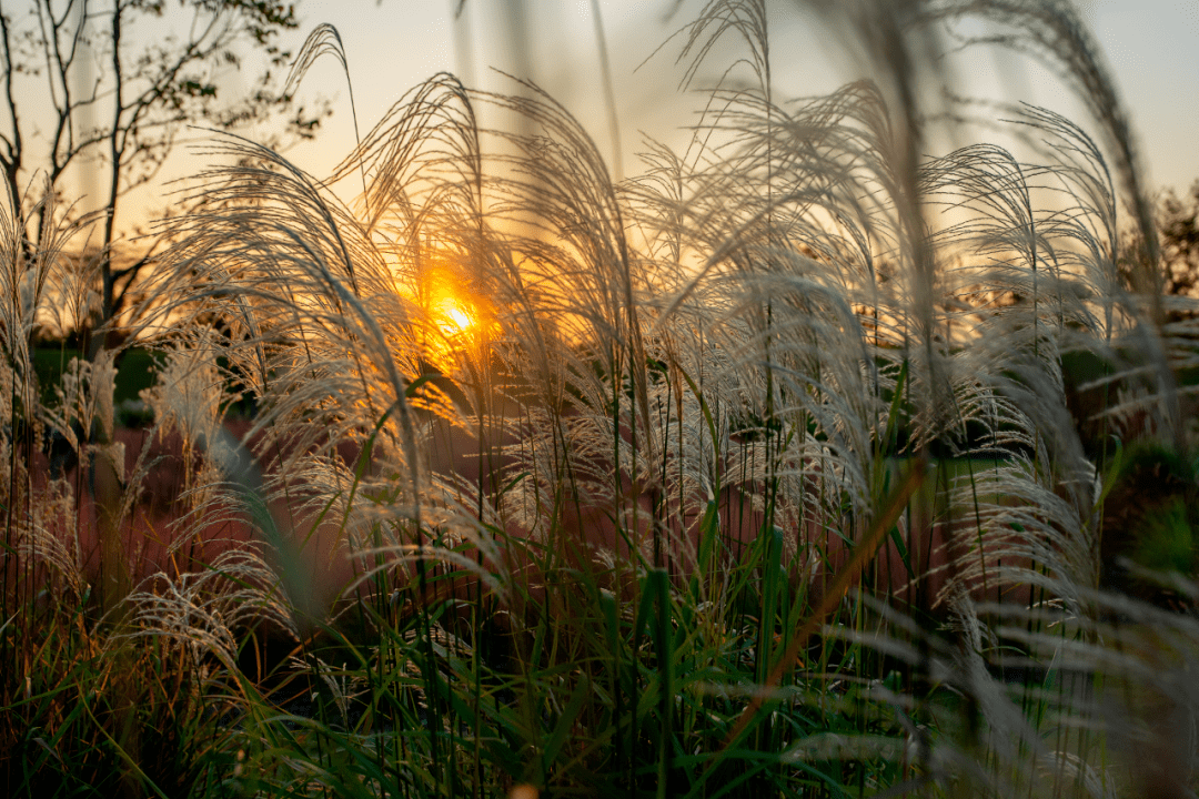 轻尘栖弱草 来自搜狐网