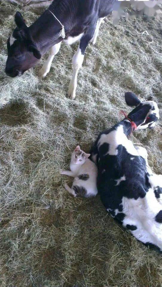 从小在奶牛场长达的猫,已经把牛奶当水喝了
