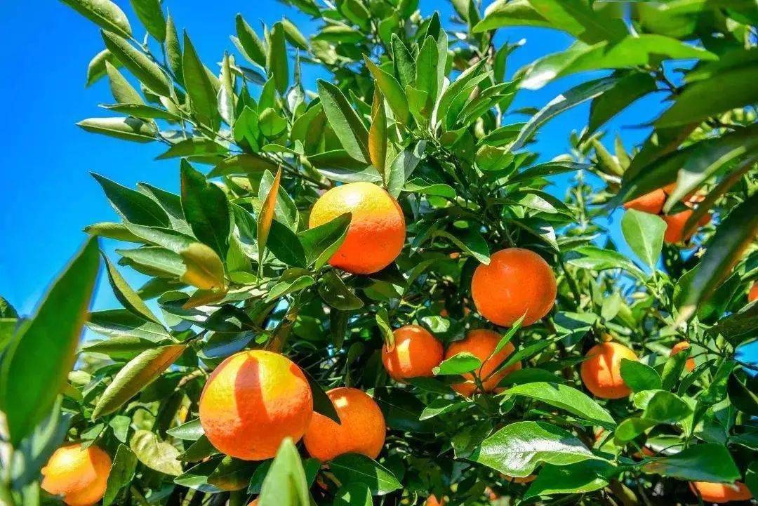 福田芦柑熟啦芦柑王诞生了来一场说走就走的采摘吧