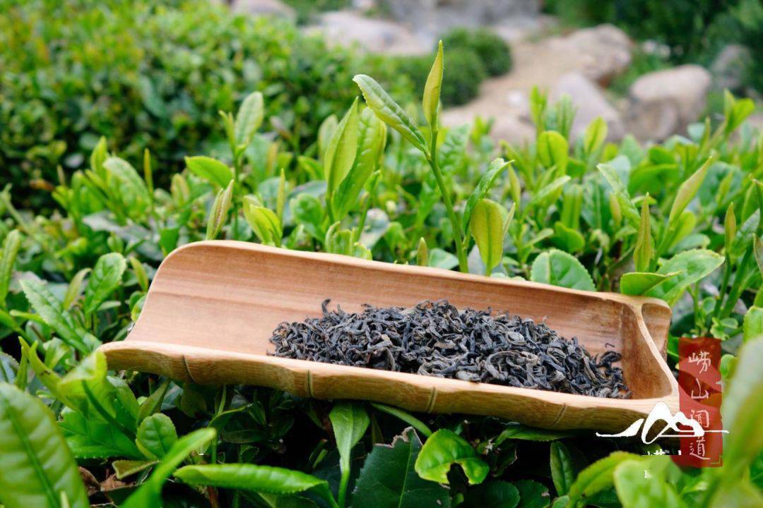 简单或许才是崂山茶的可爱之处