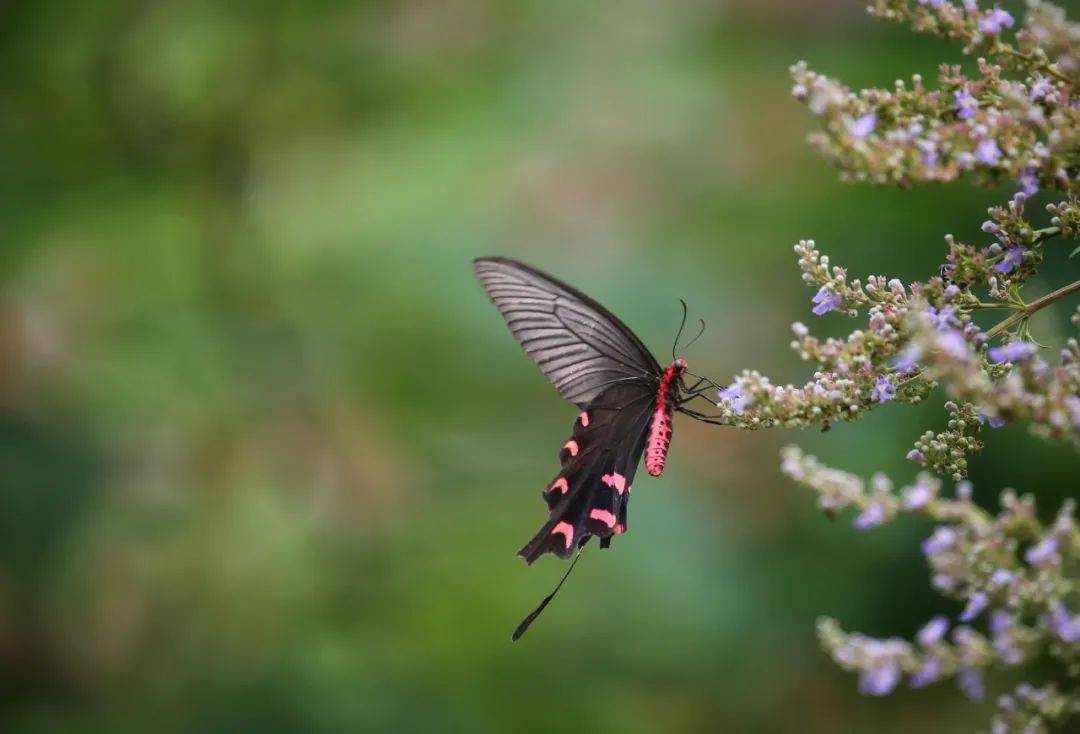 立冬之日巢湖秋色斑斓更胜春