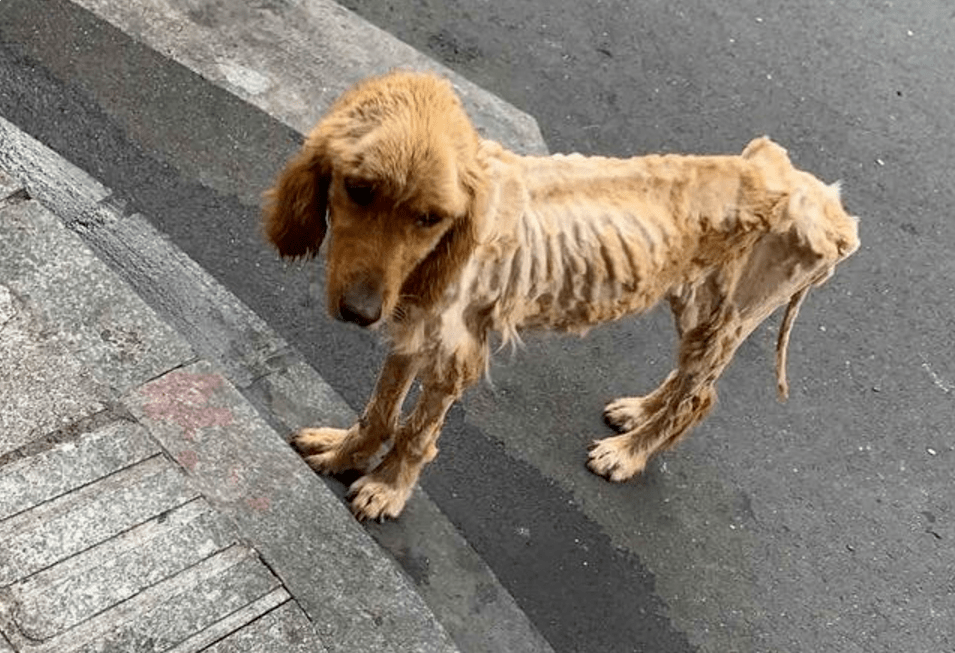 流浪金毛才20多斤为何被主人遗弃原因让人泪目又气