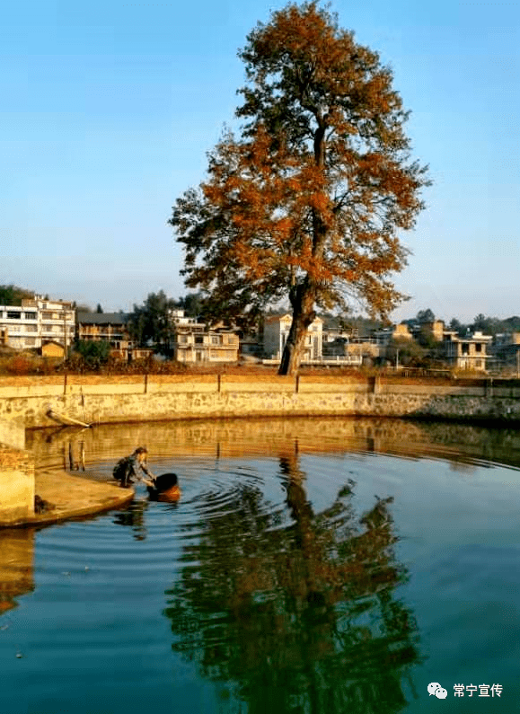 泉峰观村:古木映池水,红枫笑暖冬_常宁市