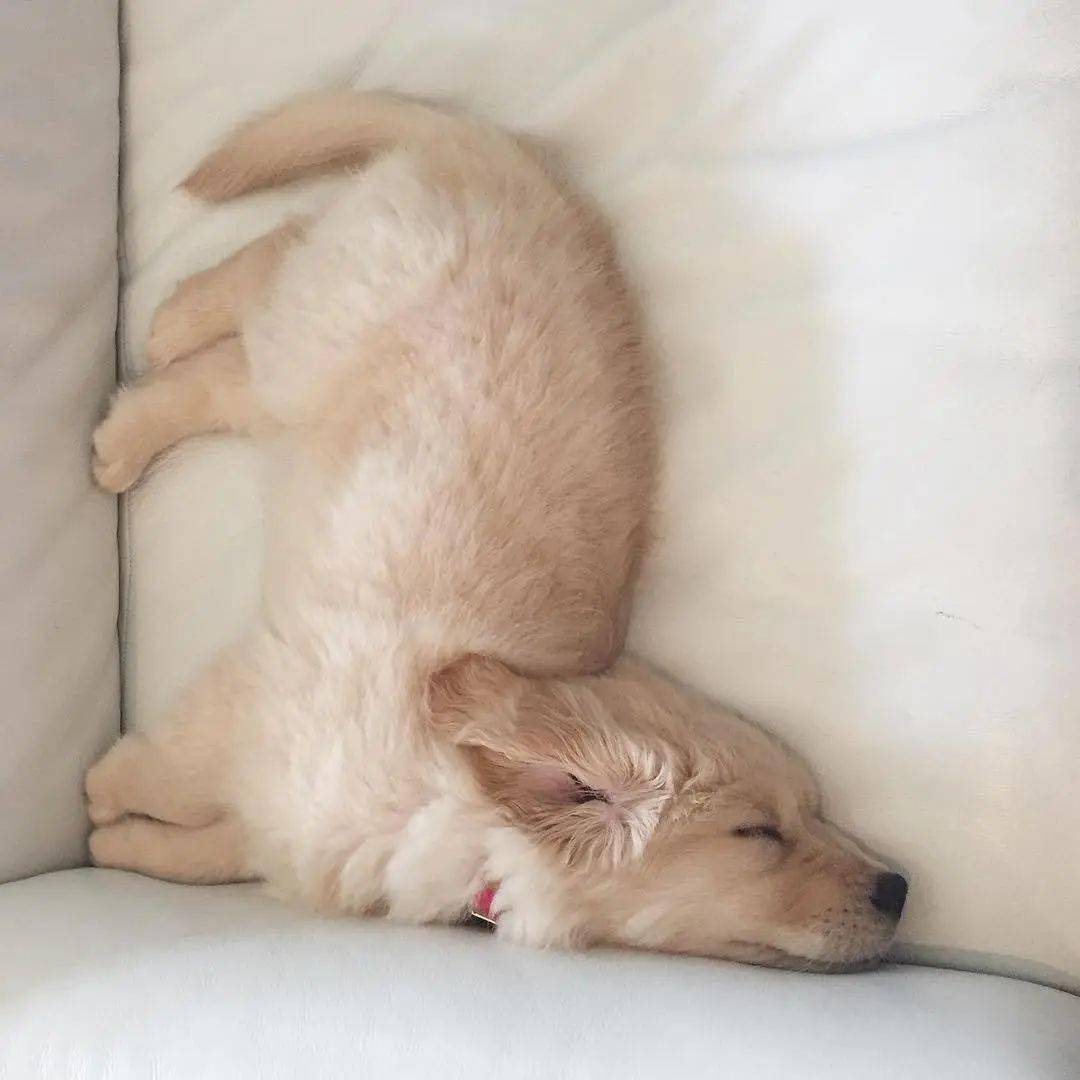 分享一波睡着的小奶狗,看过的人表示血槽已空!