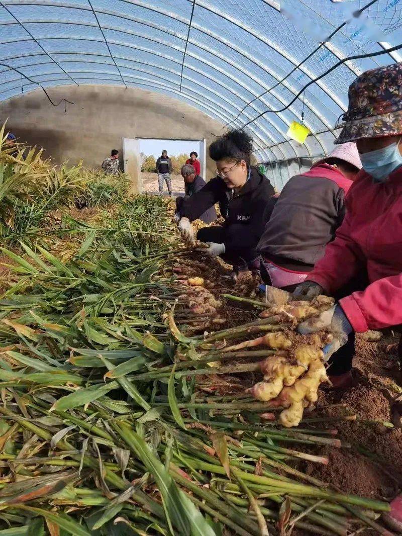 乳山特色農產品成了搶手貨網紅直播帶貨再傳銀灘美名