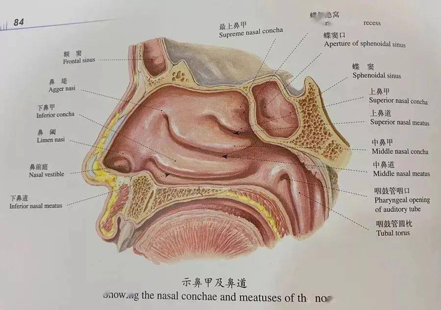 鼻额缝的解剖位置图片